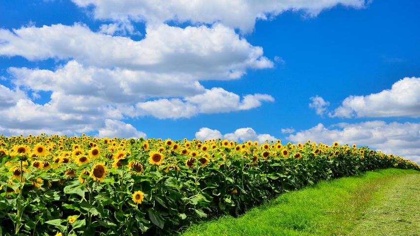 Mehr Sommer geht nicht: Ein Sonnenblumenfeld vor blauweißem Himmel bei Iphofen.