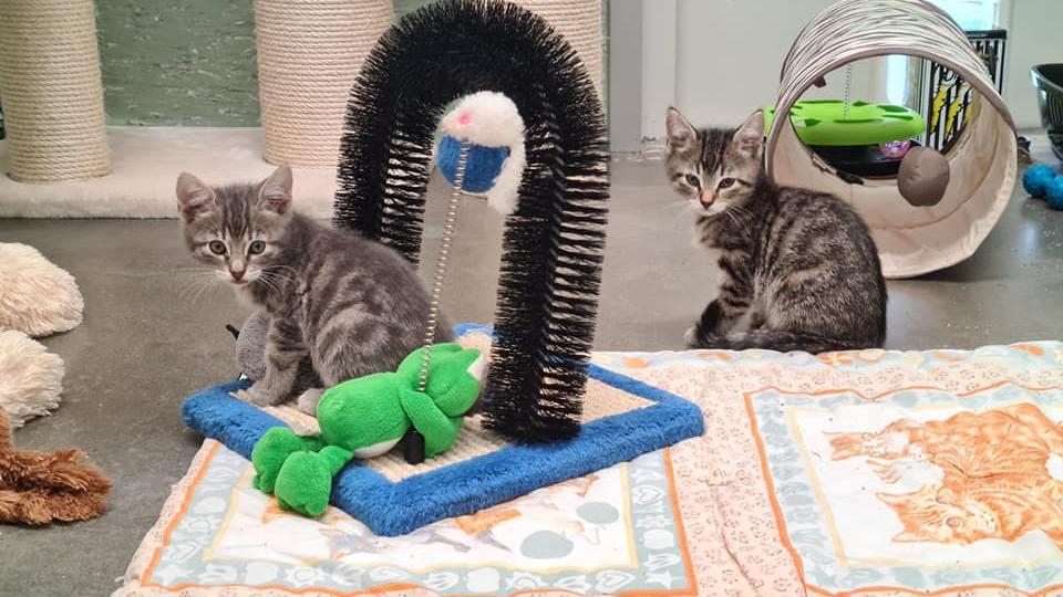 Im Tierheim Haßberge suchen viele Kätzchen ein neues Zuhause. 