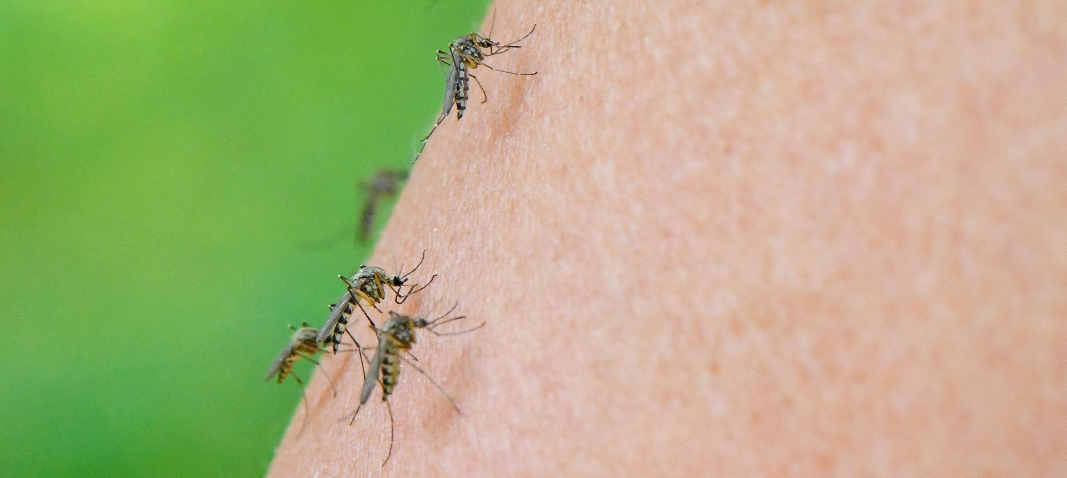 33+ Mückenplage Garten, Pflanzen mit zitronengeruch werden aufgrund