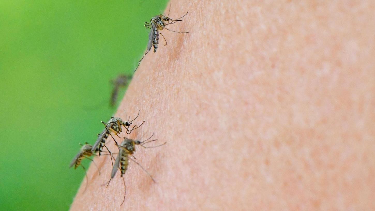 Dass gleich mehrere Stechmücken gleichzeitig zuschlagen, kommt zurzeit in Fürth häufig vor.