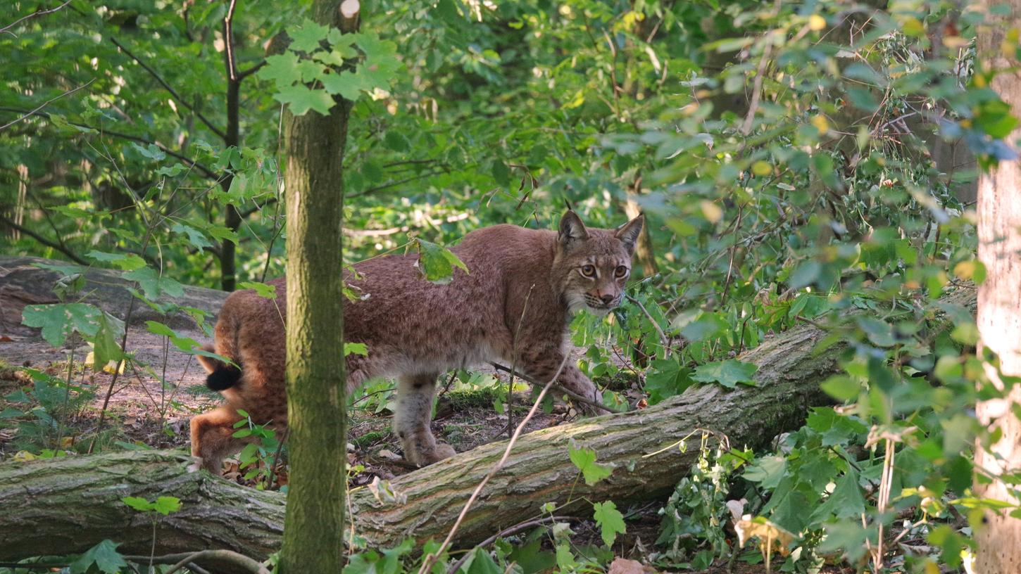 Luchs Dayon war seit 2018 im Nürnberger Tiergarten. Nach einem Ausbruch vor zwei Monaten starb er an Herz-Kreislauf-Versagen.