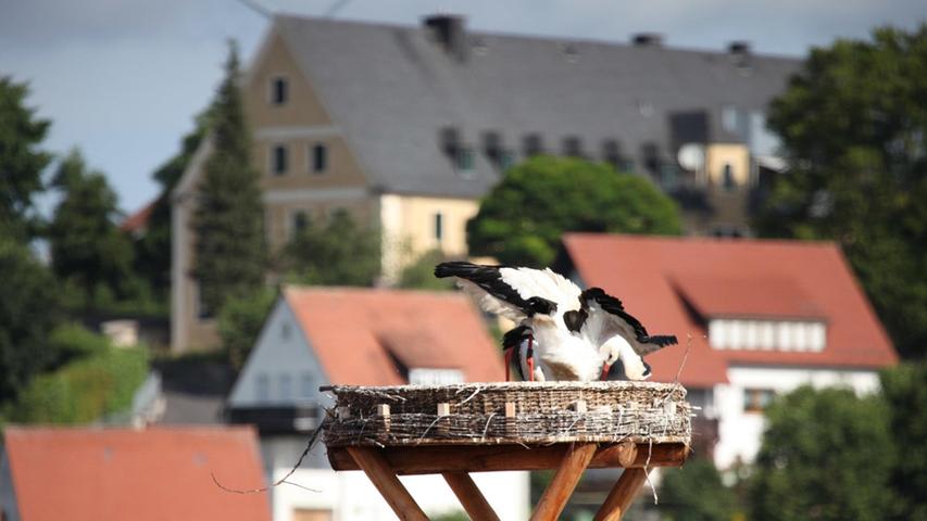 Die Storchen-Familie ist in diesem Sommer die absolute Sehenswürdigkeit in der  Pegnitzer Innenstadt.