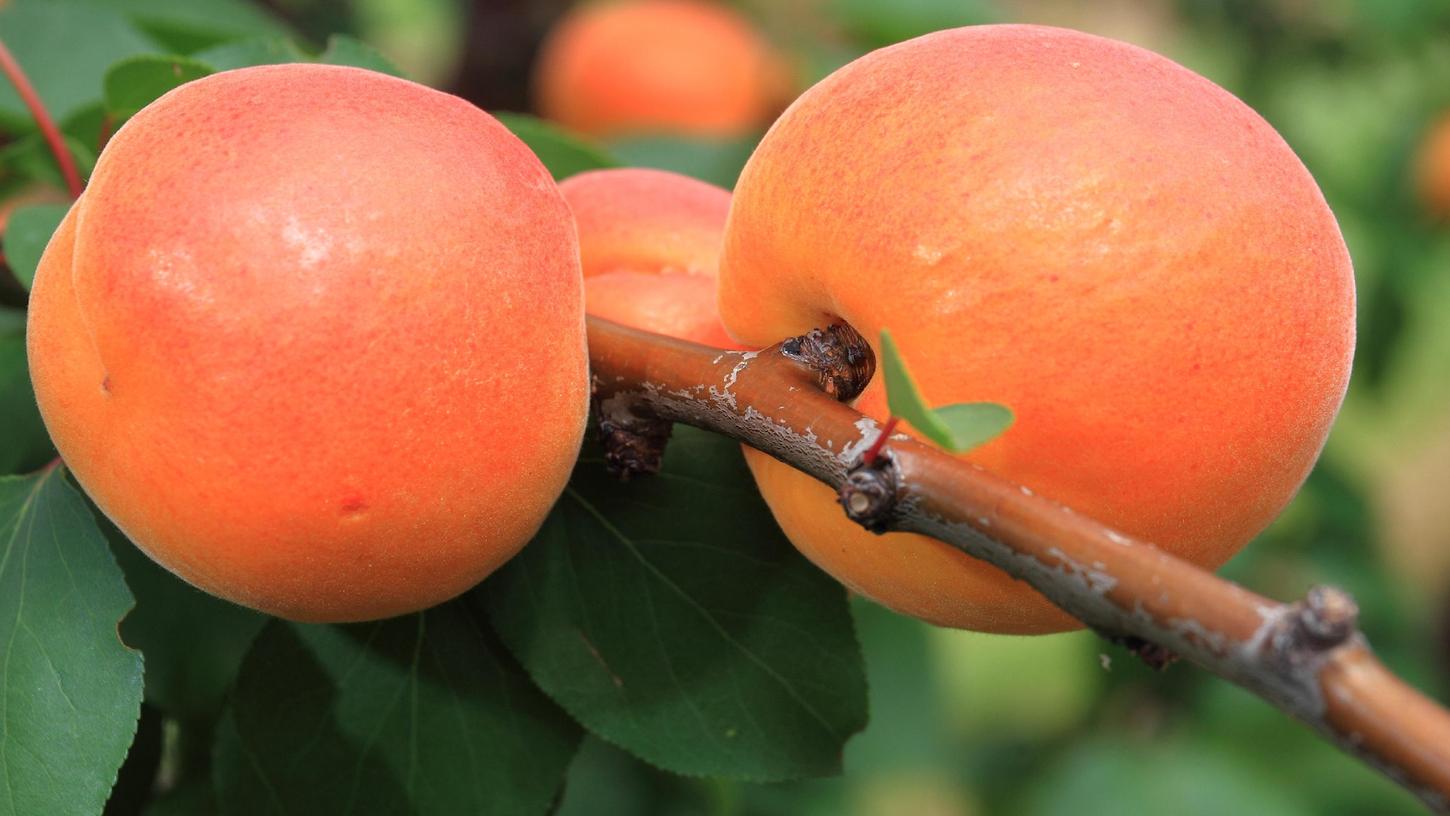 Aprikosen, dieses samtig-süße Steinobst, verwöhnt uns aktuell pur, in Kuchen, als Konfitüre und mehr. 
