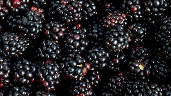 Brombeeren sind lecker, gesund und kalorienarm: 100 Gramm haben nur 44 Kilokalorien. Das Beerenobst enthält wenig Zucker und ist reich an Ballaststoffen. Diese unterstützen die Darmflora und das Immunsystem.