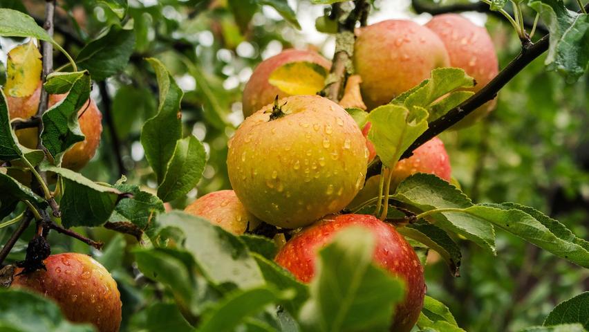 Äpfel  eignen sich für eine  gesunde  Ernährung, denn sie enthalten viele Vitamine, Mineralstoffe und Spurenelemente. Außerdem enthalten sie Antioxidantien, die die Zellen vor freien Radikalen schützen. Der  Apfel  ist in Deutschland das beliebteste Obst: Im Durchschnitt isst jeder 30 Kilogramm oder etwa 125  Äpfel  pro Jahr.