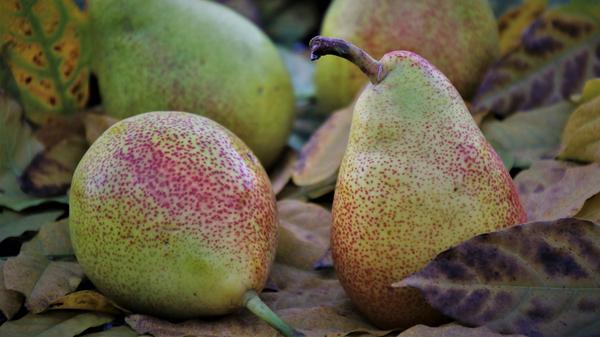 Die Birne ist ein guter Ballaststoff-Lieferant, außerdem enthält sie Vitamin A, Vitamine der B-Gruppe, Folsäure und Vitamin C sowie die Mineralstoffe Kalium, Kalzium und Magnesium.