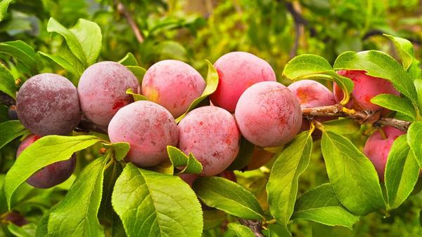 Pflaumen enthalten Kalzium, Eisen, Magnesium, Phosphat, reichlich Kalium und Fruchtzucker. Sie sind gut gegen Verstopfung, Arterienverkalkung sowie rheumatische Erkrankungen.