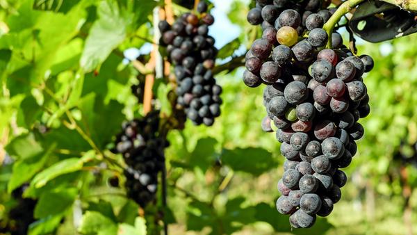 Weintrauben beinhalten Resveratrol und OPC (oligomere Procyanidine), der hohe Gehalt des Pflanzenstoffs OPC schützt vor Infektionskrankheiten und unterstützt das Immunsystem. Er wirkt damit sogar stärker als die Vitamine C und E. Die grünen Trauben enthalten etwas weniger Kalorien, dafür mehr Kalzium und Folsäure. Die dunkleren Weintrauben weisen dafür etwas mehr Vitamin E und Kalium auf.