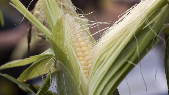 Endspurt für die letzten Obstsorten, Hochzeit für Mais: Der Saisonkalender für den September