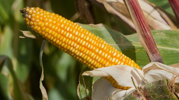 Mais eignet sich durch seinen Anteil an Ballaststoffen, aber auch an Kalium, Magnesium, Mangan und Vitaminen, einschließlich Vitamin B9, optimal für eine gesunde und ausgewogene Ernährung. Ein weiterer Vorteil: Mais ist glutenfrei.