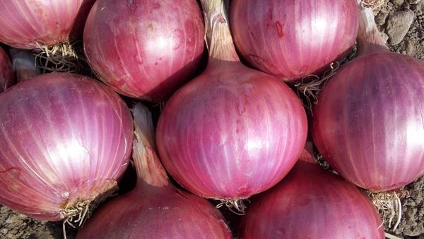 Zwiebeln wirken entzündungshemmend und antimikrobiell und helfen bei Husten und Ohrenschmerzen. Außerdem können vor allem rote Zwiebeln den Cholesterinspiegel senken. Außerdem haben im August Bund-, Lauch- und Frühlingszwiebeln Saison.