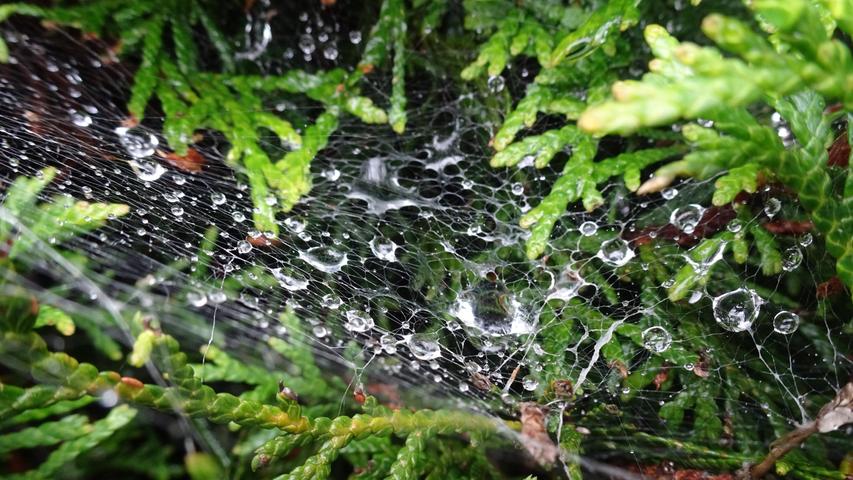 Nach ergiebigem Regen fangen sich glitzernde Wassertropfen auf einem Spinnennetz.