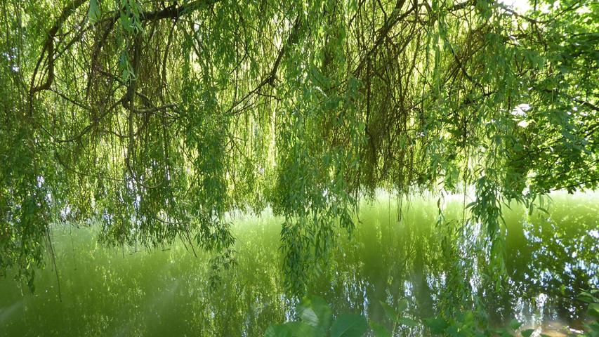 Eine grüne Oase an der Wiesent. Da sich die Bäume im Wasser spiegeln, muss man schon genau hinschauen, um den Fluss zu erkennen.