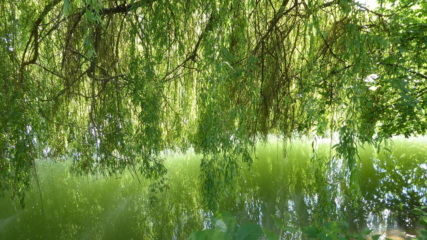 Wasser ist allgegenwärtig in der Fränkischen Schweiz. Alleine schon mit und wegen der Wiesent.    