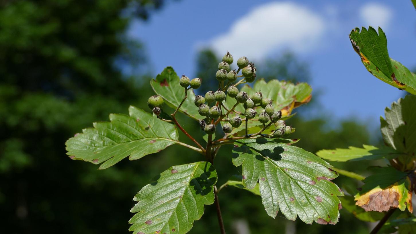 Die Hohenester Mehlbeere (Sorbus hohenesteri) ist extrem selten und vom Aussterben bedroht. Jetzt wird sie im Tiergarten Nürnberg kultiviert. 