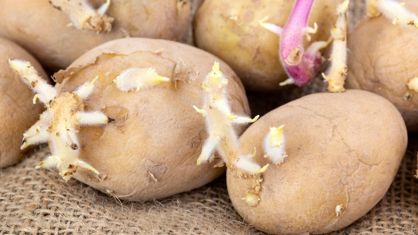 Weiche und mit Trieben versehene Kartoffeln sollten Sie nicht essen.