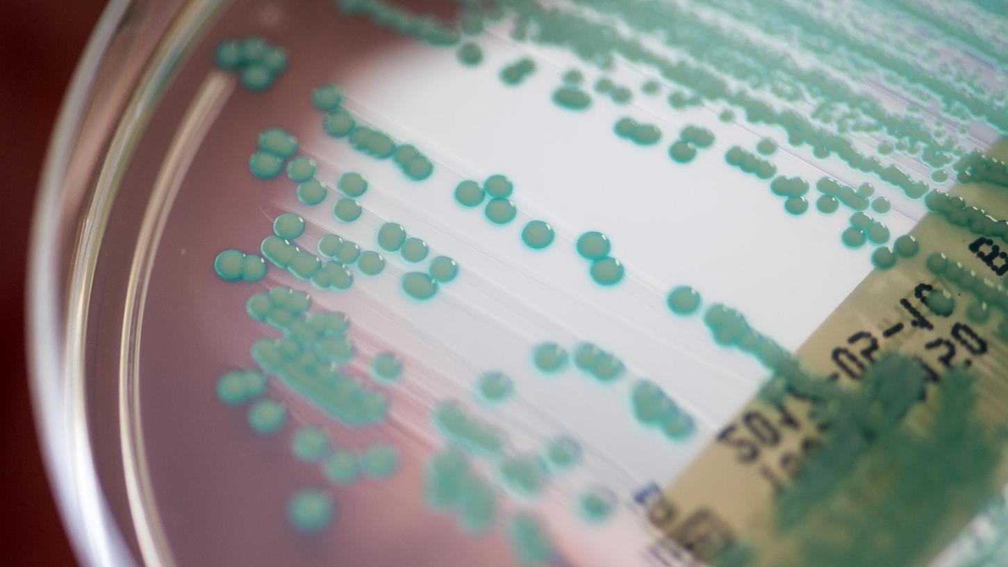 Eine Petrischale mit MRSA-Keimen (Methicillin-resistenten Staphylococcus aureus), aufgenommen im Universitätsklinikum. 