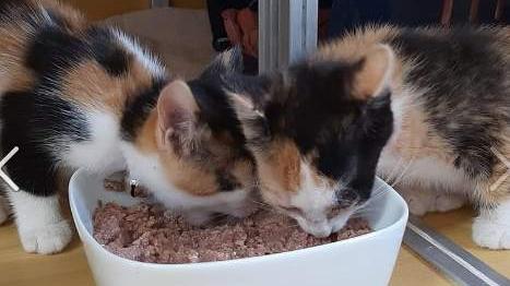 Diese zwei jungen Katzen wurden am Bahnhof in Treuchtlingen gefunden. Diese zwei jungen Katzen wurden am Bahnhof in Treuchtlingen gefunden.
