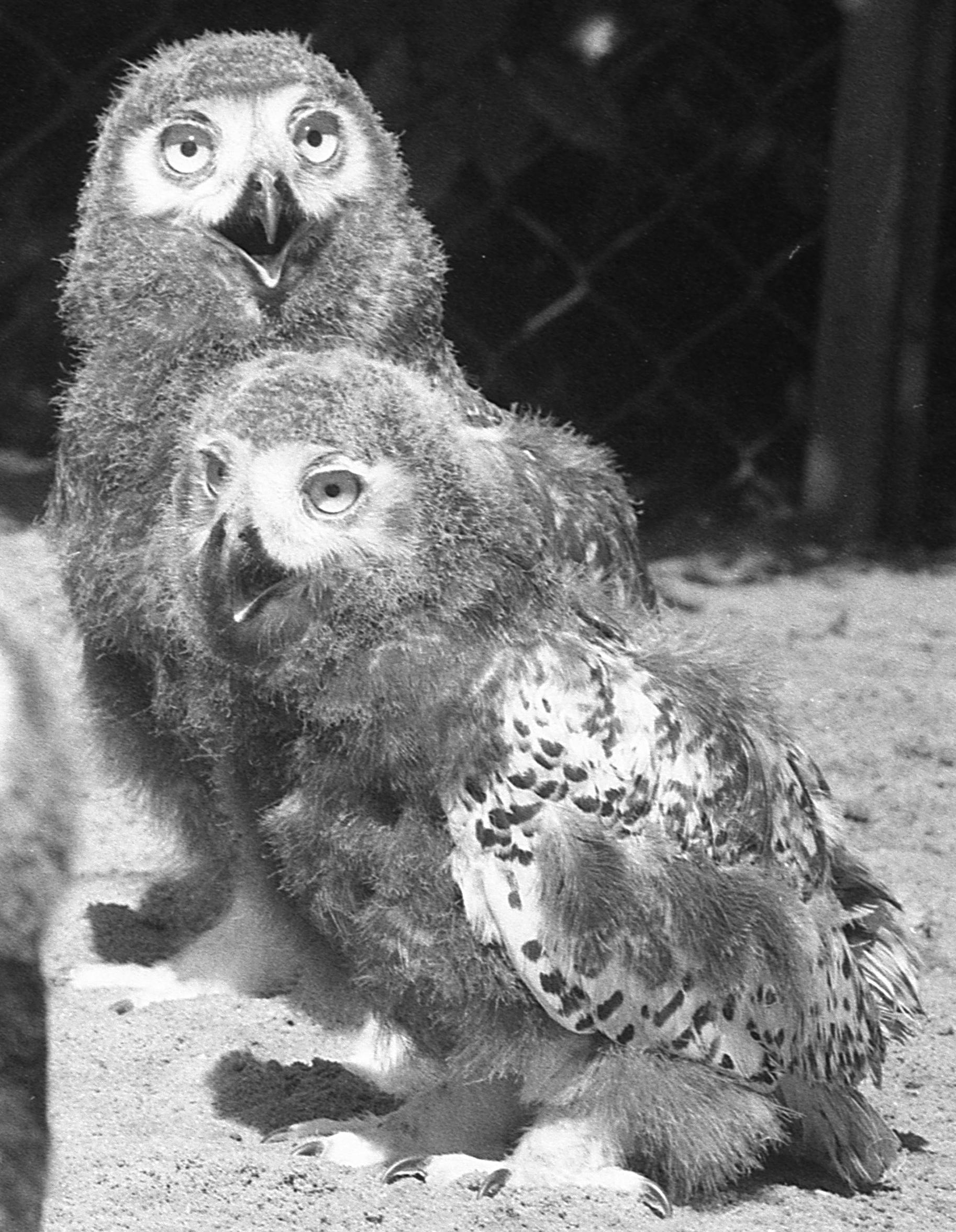 1. August 1971: Die Delphine kommen um die Geisterstunde 1. August 1971: Die Delphine kommen um die Geisterstunde