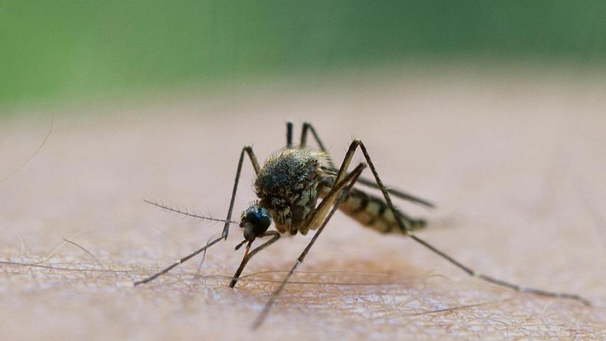 Darum gibt es diesen Sommer so viele Mücken in Bayern