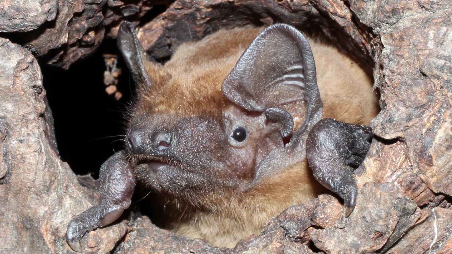 Die BN-Ortsgruppe in Seubersdorf lädt wieder zu ihrer "Bat-Night" ein.