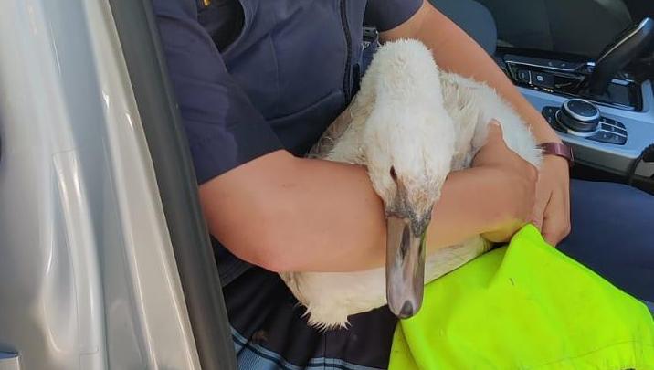 Die Polizeibeamtin Franziska Haffner nahm den verletzen Schwan vorsichtig auf ihren Schoß.
Die Polizeibeamtin Franziska Haffner nahm den verletzen Schwan vorsichtig auf ihren Schoß.