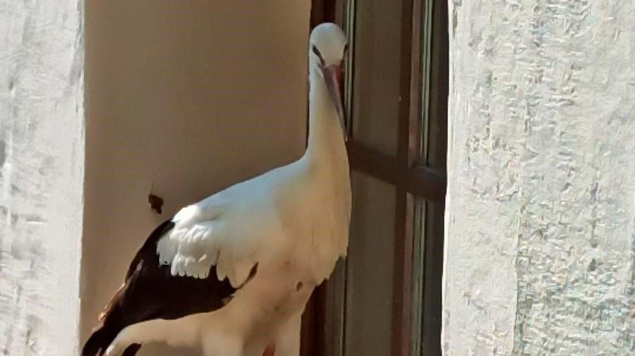 Missglückter Flugversuch: Passanten hatten den verstörten Jungvogel in der Kirchengasse.