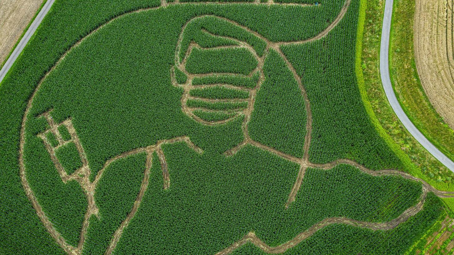 IN NRW hat ein Landwirt in sein Maisfeld ein riesiges Labyrinth mit der Silhouette einer Corona-Impfung gefräst.
IN NRW hat ein Landwirt in sein Maisfeld ein riesiges Labyrinth mit der Silhouette einer Corona-Impfung gefräst.