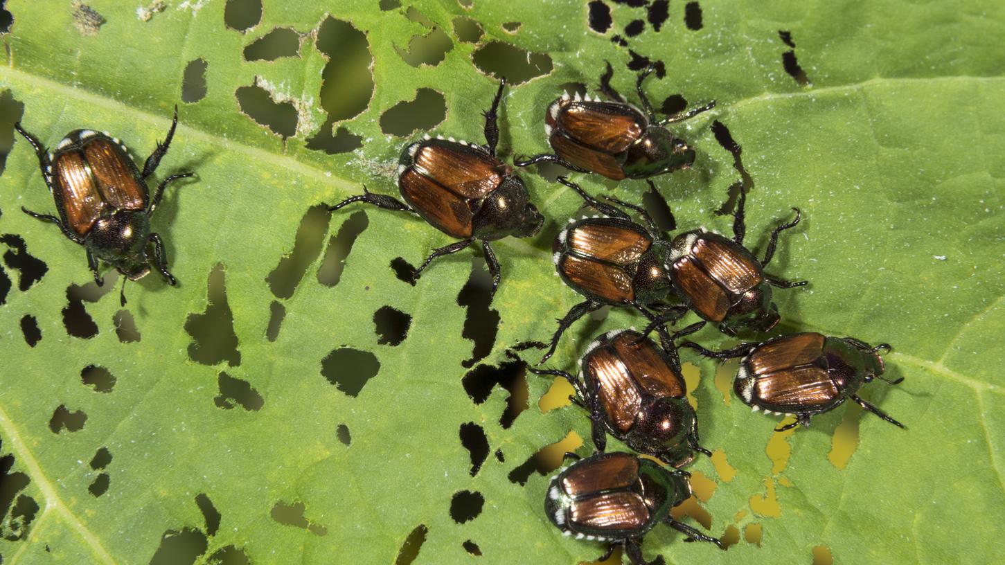 Pflanzenschützer alarmiert: Fangen Sie diese Käfer - tot oder lebendig! Pflanzenschützer alarmiert: Fangen Sie diese Käfer - tot oder lebendig!