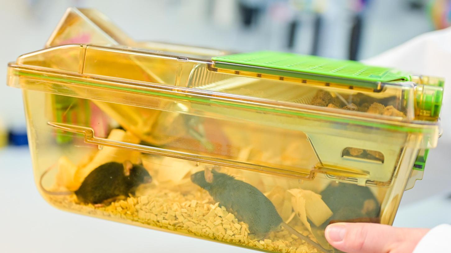 Tierversuche werden sehr häufig mit Mäusen oder Ratten gemacht.
Tierversuche werden sehr häufig mit Mäusen oder Ratten gemacht.