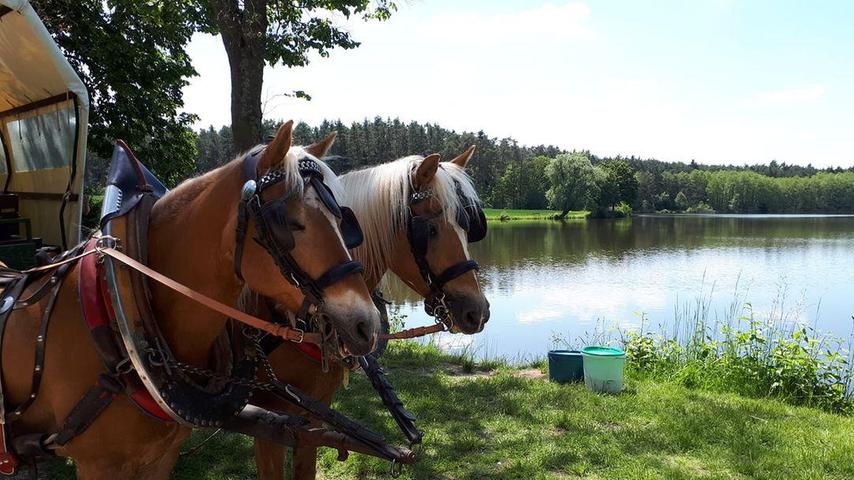 Die Haflinger machen bei einer Kutschtour Pause am Weiher.