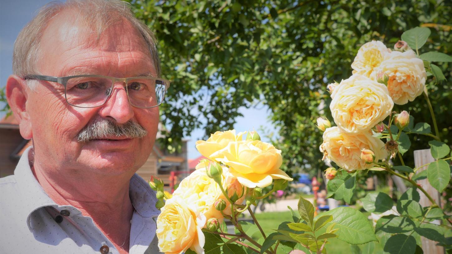 Rudi Büttner aus Sammenheim hat in seinem Garten 538 verschiedene Rosensorten. Hier sieht man ihn mit seiner englischen "Graham Thomas".
