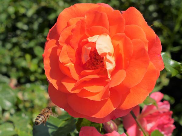 Diese Rose der Sorte "Gebrüder Grimm" hat es einer Biene offensichtlich angetan.  