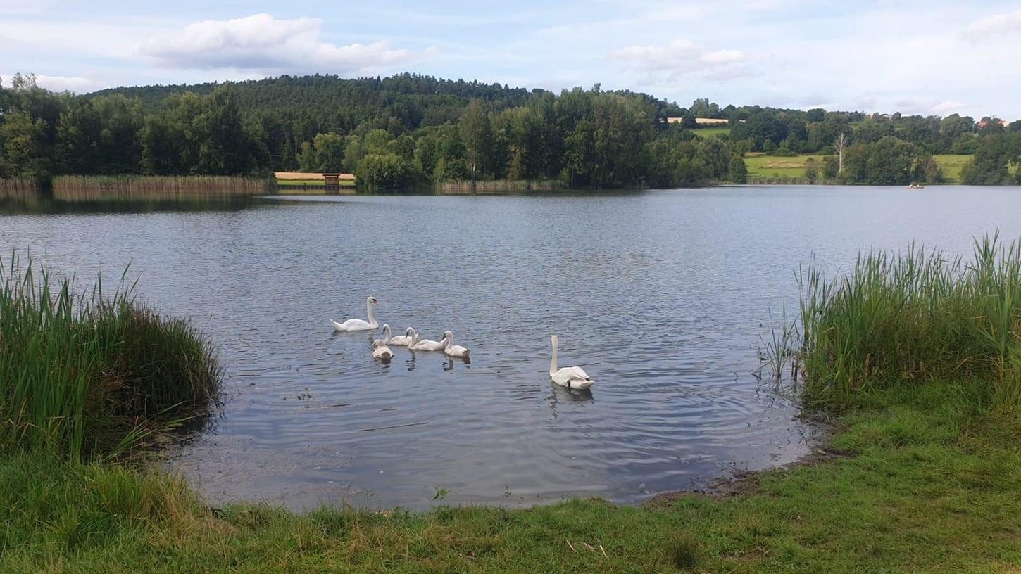 FOTO: 2.8.2021; privat MOTIV: geretteter Schwan; zurück bei seiner Familie am Igelsbachsee; Absberg FOTO: 2.8.2021; privat MOTIV: geretteter Schwan; zurück bei seiner Familie am Igelsbachsee; Absberg