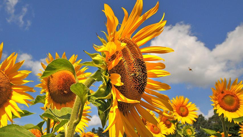 Das Sonnenblumenfeld bei Penzendorf ist eine Freude für Bienen und andere Insekten.
