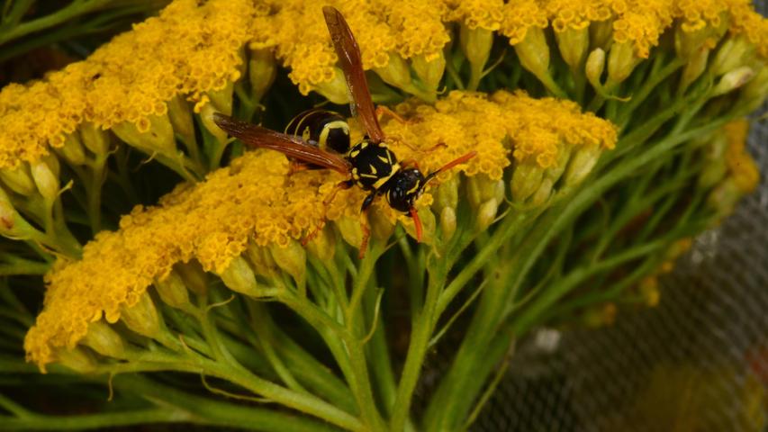 Auf der gelben Blume ist die Wespe fast nur in ihren Schwarztönen zu erkennen.
