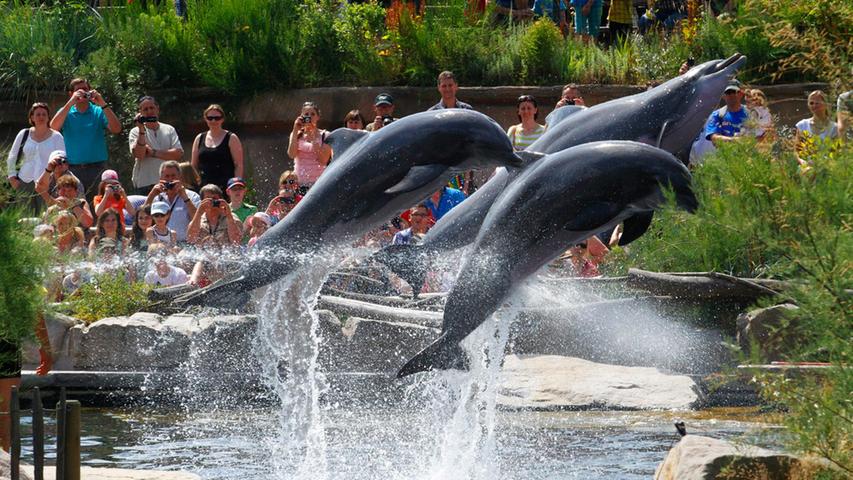 50 Jahre Delfinhaltung in Nürnberg: Warum die Tiere so wichtig für den Tiergarten sind
