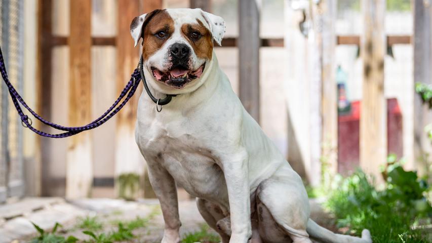 Mexx, Rasse American Bulldog, wurde von seinen Besitzern im Tierheim abgegeben. „Er hat einige Eigenheiten entwickelt, die einen sachkundigen Halter erfordern“, so die Mitarbeiter. „Mexx ist mit seinen Bezugspersonen super lieb und verschmust. Bei Fremden jedoch wachsam, er verteidigt auch.“ Der siebenjährige Rüde mag keine anderen Tiere und auch keine Kinder. „Leider gab es auch Beißvorfälle, bei denen andere Hunde verletzt worden sind.“ Beim Futter muss man vorsichtig sein, denn er ist futterneidisch. Sein Herz gewinnt man mit trockenen Brötchen. Alleine bleiben kann er, ansonsten hat Mexx nicht viel Erziehung genossen. Er hat aktuell Leinenzwang und Maulkorbpflicht, man braucht in Bayern eine Genehmigung, da er zur Kategorie 2 gehört.
Mehr Informationen gibt es beim Tierheim Nürnberg, Stadenstraße 90, 90491 Nürnberg, Telefon (0911) 919890.
Mexx, Rasse American Bulldog, wurde von seinen Besitzern im Tierheim abgegeben. „Er hat einige Eigenheiten entwickelt, die einen sachkundigen Halter erfordern“, so die Mitarbeiter. „Mexx ist mit seinen Bezugspersonen super lieb und verschmust. Bei Fremden jedoch wachsam, er verteidigt auch.“ Der siebenjährige Rüde mag keine anderen Tiere und auch keine Kinder. „Leider gab es auch Beißvorfälle, bei denen andere Hunde verletzt worden sind.“ Beim Futter muss man vorsichtig sein, denn er ist futterneidisch. Sein Herz gewinnt man mit trockenen Brötchen. Alleine bleiben kann er, ansonsten hat Mexx nicht viel Erziehung genossen. Er hat aktuell Leinenzwang und Maulkorbpflicht, man braucht in Bayern eine Genehmigung, da er zur Kategorie 2 gehört.
Mehr Informationen gibt es beim Tierheim Nürnberg, Stadenstraße 90, 90491 Nürnberg, Telefon (0911) 919890.