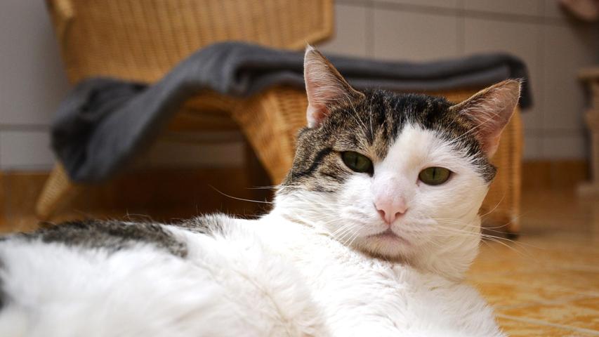 Kater Joschi ist seit Januar im Tierheim. Der Freigänger mag keine Veränderung. „Wenn es etwa mal laut wird, kann es sein, dass er mit Protestpinkeln reagiert“, so die Tierpfleger. „Aber keine Sorge, er hört wieder damit auf.“ Allgemein ist der dreijährige Kater eher skeptisch, er braucht Zeit, um Vertrauen zu entwickeln. Kinder mag er nicht – sowieso keine hektischen Menschen. Dafür kommt Joschi gut mit Artgenossen zurecht, vor allem mit weiblichen. Wenn er Vertrauen gefasst hat, ist er verschmust, verspielt, gesprächig und neugierig. Gesucht werden Menschen mit Katzenerfahrung.
Mehr Informationen gibt es beim Tierheim Nürnberg, Stadenstraße 90, 90491 Nürnberg, Telefon (0911) 919890.
Kater Joschi ist seit Januar im Tierheim. Der Freigänger mag keine Veränderung. „Wenn es etwa mal laut wird, kann es sein, dass er mit Protestpinkeln reagiert“, so die Tierpfleger. „Aber keine Sorge, er hört wieder damit auf.“ Allgemein ist der dreijährige Kater eher skeptisch, er braucht Zeit, um Vertrauen zu entwickeln. Kinder mag er nicht – sowieso keine hektischen Menschen. Dafür kommt Joschi gut mit Artgenossen zurecht, vor allem mit weiblichen. Wenn er Vertrauen gefasst hat, ist er verschmust, verspielt, gesprächig und neugierig. Gesucht werden Menschen mit Katzenerfahrung.
Mehr Informationen gibt es beim Tierheim Nürnberg, Stadenstraße 90, 90491 Nürnberg, Telefon (0911) 919890.