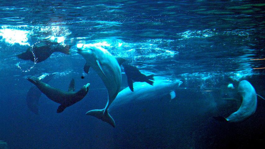 User-Umfrage: Sollten Delfine im Tiergarten Nürnberg gehalten werden?