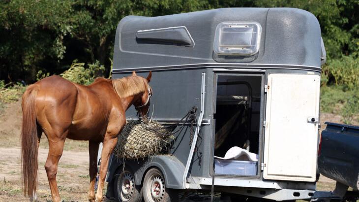 Das Pferd riss aus als es in Diepersdorf verladen werden sollte. Das Pferd riss aus als es in Diepersdorf verladen werden sollte.