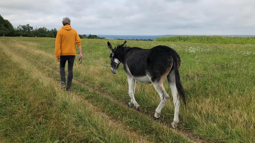 Wandern mit Esel – für Andreas Striezel eine besonders entspannte Art, die Gegend zu erkunden. Die Ruhe der Esel überträgt sich.
Wandern mit Esel – für Andreas Striezel eine besonders entspannte Art, die Gegend zu erkunden. Die Ruhe der Esel überträgt sich.