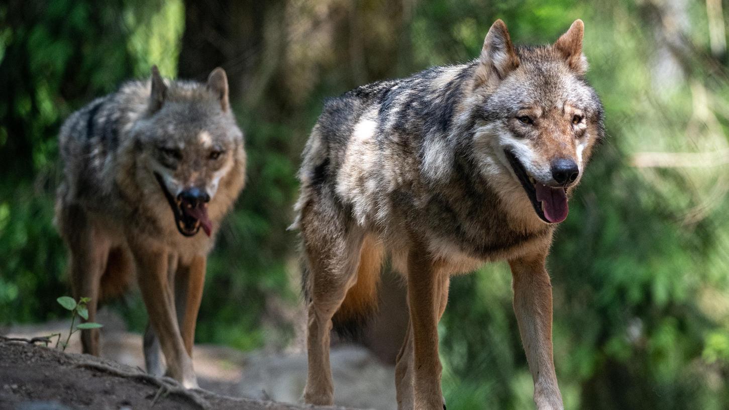 Die Frage spaltet weiterhin: Wie gefährlich ist der Wolf?  