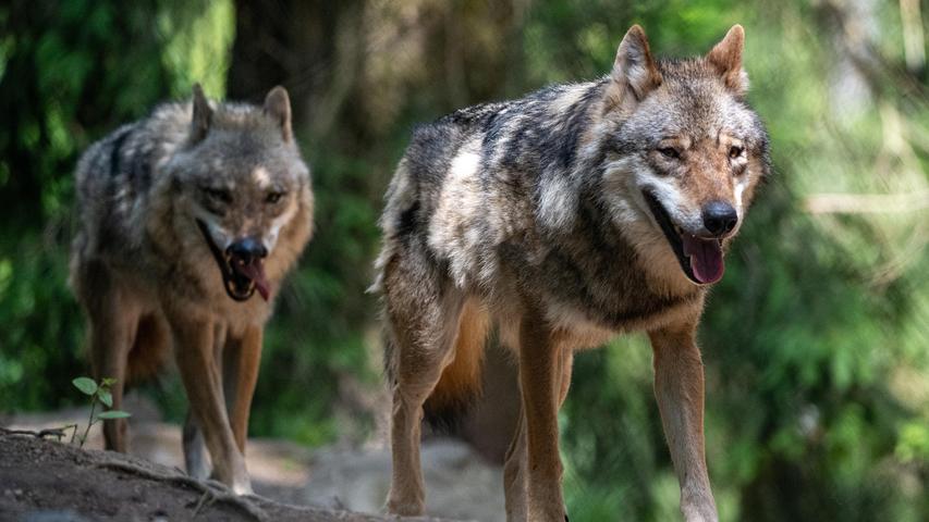 Weidevieh schützen: Der Wolf ist in Bayern nicht das größte Problemtier