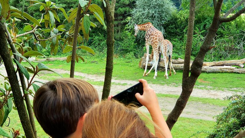 Wer hier die Giraffen beobachtet, wähnt sich auf einer Safari.