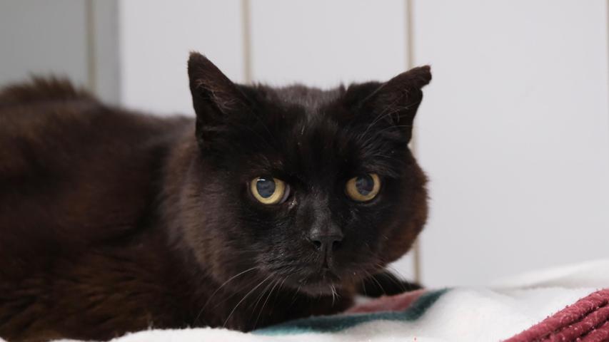 Die schwarze Katze „Mauzi“ mit dem weißen Halsfleck hat da schon wesentlich mehr Lebenserfahrung aufzuweisen, denn die etwa zwölf bis 14 Jahre alte „Mauzi“ lebte mitten in Neumarkt und hielt sich dort in verschiedenen Gärten auf. Von schon älteren Leuten wurde sie mit Futter versorgt und so verwandelte sich „Mauzi“ im Laufe der Jahre von der fauchenden Streunerkatze in eine Katze, die sich von ihrer Bezugsperson nicht nur streicheln, sondern auch tragen ließ. Nachdem die Versorger von „Mauzi“ nun in ein Seniorenheim übersiedeln müssen, wird für die wohlgenährte „Mauzi“ ein neues Zuhause gesucht, gerne bei schon älteren, ruhigen Leuten, die anfangs etwas Geduld mit ihr haben sollten. Erfahrung mit Katzen, die sich nicht gleich knuddeln lassen, wäre von Vorteil. „Mauzi“ wird bestimmt schnell erkennen, dass man es gut mit ihr meint. Und wenn „Mauzi“, die an Freigang gewöhnt war, nach der Eingewöhnungszeit wieder einen Garten hätte, wäre ihre kleine Welt wieder im Lot. Um die Ausbreitung der Pandemie nicht zu fördern und um unsere Mitarbeiter und Besucher zu schützen, wurde das Tierheim Neumarkt komplett für Besucher, Gassigeher und Katzenstreichler geschlossen. Um den Tieren jedoch nicht die Chance auf ein neues Zuhause zu verbauen, finden Tiervermittlung und Beratung dennoch telefonisch beziehungsweise nach vorheriger Terminvereinbarung zwischen 14.30 und 17 Uhr unter Telefon (0 91 81) 2 28 62 statt. In Notfällen und im Falle von Fundtieren ist das Tierheim ebenfalls unter dieser Telefonnummer erreichbar. Hier geht es zur Internet-Seite des Tierheims
Die schwarze Katze „Mauzi“ mit dem weißen Halsfleck hat da schon wesentlich mehr Lebenserfahrung aufzuweisen, denn die etwa zwölf bis 14 Jahre alte „Mauzi“ lebte mitten in Neumarkt und hielt sich dort in verschiedenen Gärten auf. Von schon älteren Leuten wurde sie mit Futter versorgt und so verwandelte sich „Mauzi“ im Laufe der Jahre von der fauchenden Streunerkatze in eine Katze, die sich von ihrer Bezugsperson nicht nur streicheln, sondern auch tragen ließ. Nachdem die Versorger von „Mauzi“ nun in ein Seniorenheim übersiedeln müssen, wird für die wohlgenährte „Mauzi“ ein neues Zuhause gesucht, gerne bei schon älteren, ruhigen Leuten, die anfangs etwas Geduld mit ihr haben sollten. Erfahrung mit Katzen, die sich nicht gleich knuddeln lassen, wäre von Vorteil. „Mauzi“ wird bestimmt schnell erkennen, dass man es gut mit ihr meint. Und wenn „Mauzi“, die an Freigang gewöhnt war, nach der Eingewöhnungszeit wieder einen Garten hätte, wäre ihre kleine Welt wieder im Lot. Um die Ausbreitung der Pandemie nicht zu fördern und um unsere Mitarbeiter und Besucher zu schützen, wurde das Tierheim Neumarkt komplett für Besucher, Gassigeher und Katzenstreichler geschlossen. Um den Tieren jedoch nicht die Chance auf ein neues Zuhause zu verbauen, finden Tiervermittlung und Beratung dennoch telefonisch beziehungsweise nach vorheriger Terminvereinbarung zwischen 14.30 und 17 Uhr unter Telefon (0 91 81) 2 28 62 statt. In Notfällen und im Falle von Fundtieren ist das Tierheim ebenfalls unter dieser Telefonnummer erreichbar. Hier geht es zur Internet-Seite des Tierheims