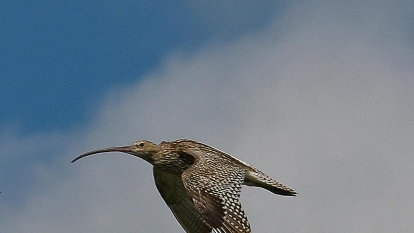 Ein Großer Brachvogel - erkennbar an seinem markanten Schnabel - im Flug. Dieser hat sein Brutgebiet im Wiesmet zwischen Ornbau und dem Altmühlsee. Leider wird er immer seltener und sein Bestand ist stark gefährdet. 