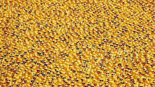 Gummientchen fließen den Chicago-Fluss hinab - die Stadt feiert zum 16. Mal das Ducky Derby und sammelt damit Spendengelder ein.