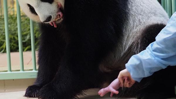 Pandadame Huan Huan bringt im französischen Zoo von Saint-Aignan-sur-Cher Zwillinge zur Welt - ein seltenes Ereignis. Ein Wärter nimmt das eine Baby an sich, währen sie behutsam das zweite im Maul trägt.
