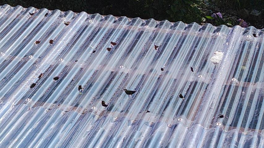Dieses Dach hielt den Körnern nicht stand, der Hagel schlug zahlreiche Löcher in die Plastikabdeckung.